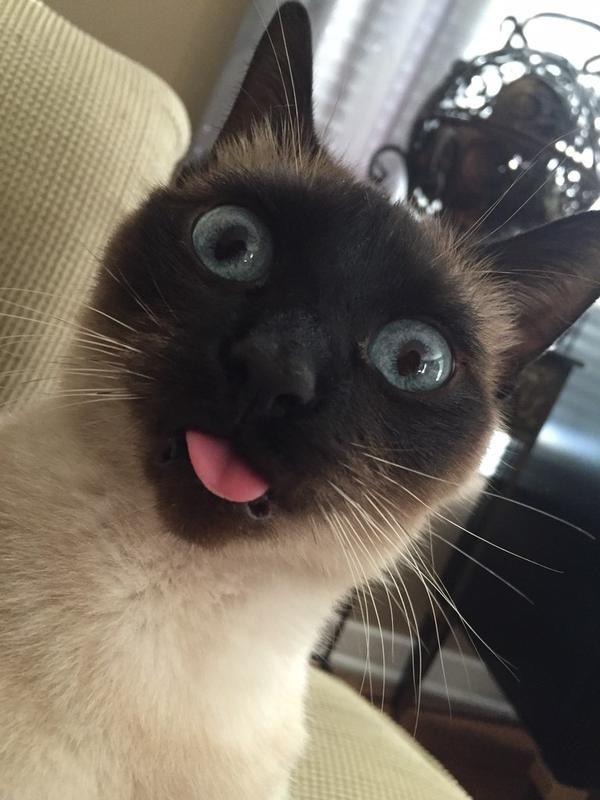 Сиамская кошка — громкая и артистичная