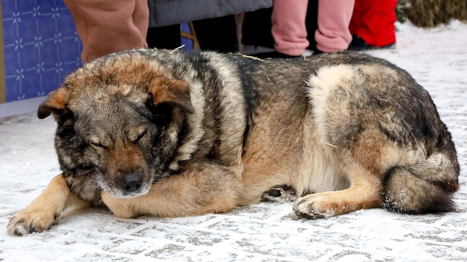 Эвтаназия отменяется: почему Петербург сказал «нет» усыплению бездомных собак Эвтаназия отменяется: почему Петербург сказал «нет» усыплению бездомных собак